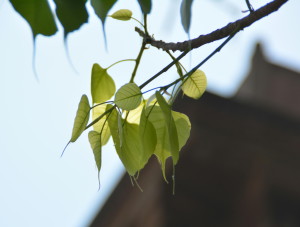 インド研修旅行2015_クシナガラ・ベナレス・デリー (186-)