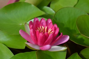 スイレン20150816- (3)