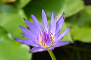 スイレン20150816- (4)