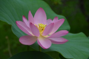 ハス20140716JPG (19ー)