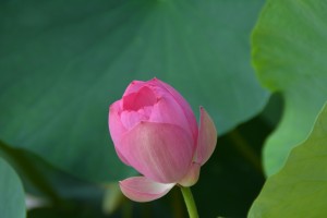 ハス20140716JPG (1ー)