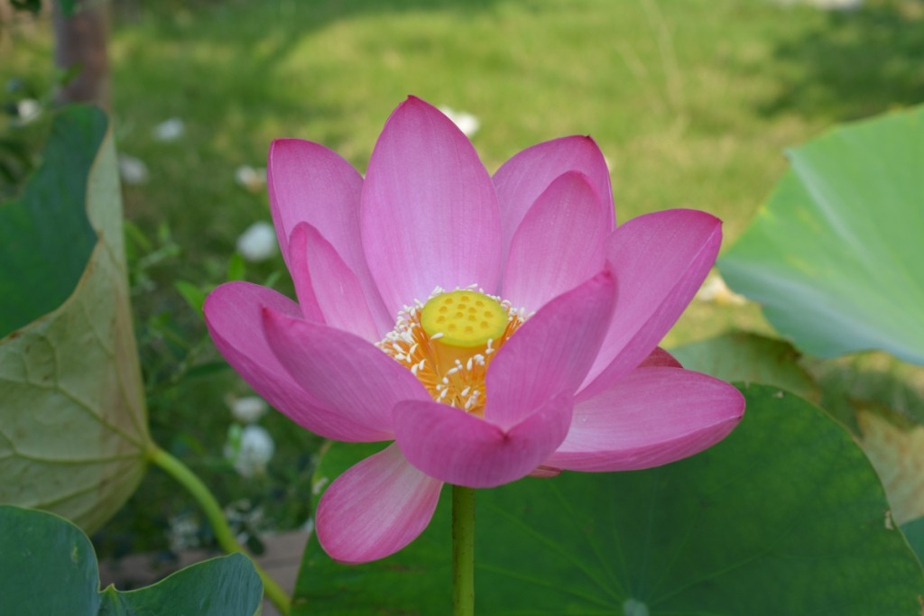 ハス・スイレン20150615 (12-)