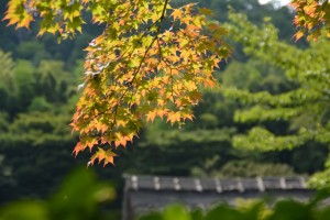 化野念仏寺 (12-)