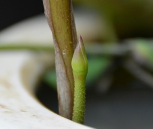 古代蓮のつぼみ20140701 (4--)