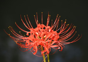 彼岸花2030923 (9-)