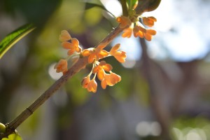 比叡山20140922 (5-)