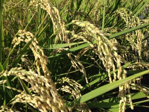 秋のみのり投稿用