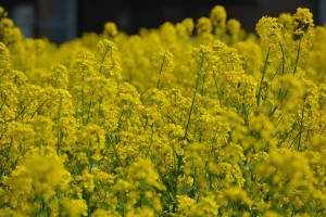 菜の花畑20140410- (8)