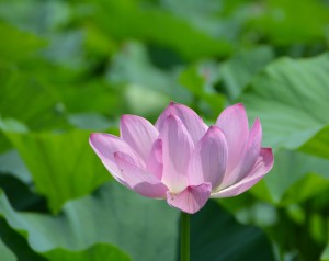 行田古代蓮の里20140701 (18--)